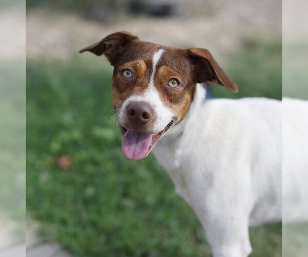 Medium Photo #1 Mutt Puppy For Sale in San Antonio, TX, USA