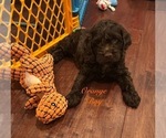 Puppy Puppy 3 Cockapoo