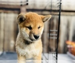 Small Photo #51 Shiba Inu Puppy For Sale in FREMONT, CA, USA