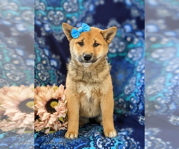 Medium Photo #1 Shiba Inu Puppy For Sale in OXFORD, PA, USA