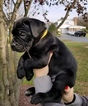 Small Photo #2 Cane Corso Puppy For Sale in BEAR, DE, USA