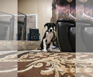 Great Dane Puppy for sale in ORLAND, CA, USA