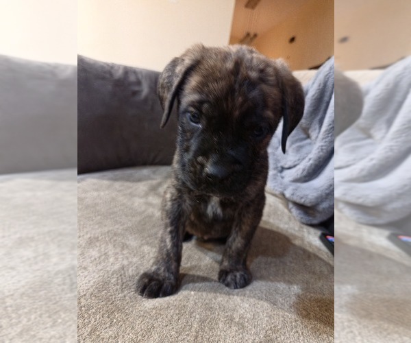 Medium Photo #3 Mastiff Puppy For Sale in WALNUT COVE, NC, USA