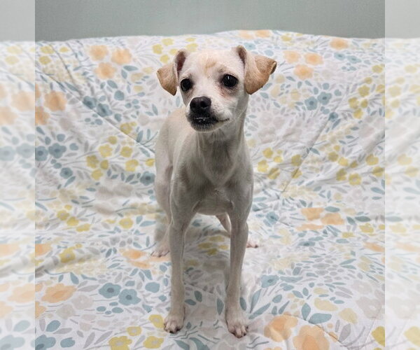 Medium Photo #2 Chihuahua-Unknown Mix Puppy For Sale in Chico, CA, USA
