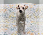 Small #1 Chihuahua Mix