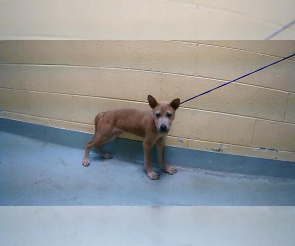 Medium Photo #1 Dutch Shepherd -Unknown Mix Puppy For Sale in Tulsa, OK, USA
