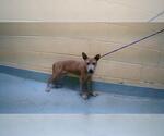 Small Dutch Shepherd  Mix