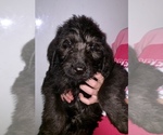 Small Photo #1 Labradoodle Puppy For Sale in BUXTON, ND, USA