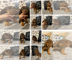 Bloodhound Puppy for Sale in WARRIOR, Alabama USA