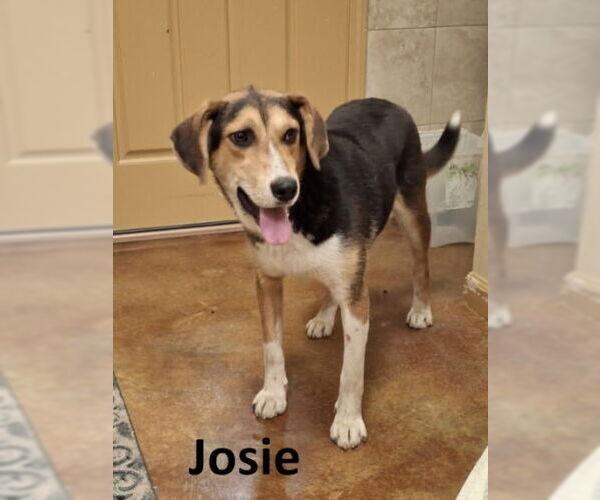 Medium Photo #6 Treeing Walker Coonhound-Unknown Mix Puppy For Sale in Mountain View, AR, USA