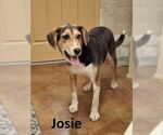 Small #5 Treeing Walker Coonhound Mix