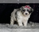 Small #5 Morkie
