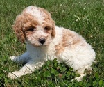 Small #4 Poodle (Miniature)