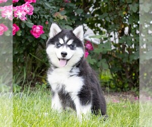 Siberian Husky Puppy for sale in HAGERSTOWN, MD, USA