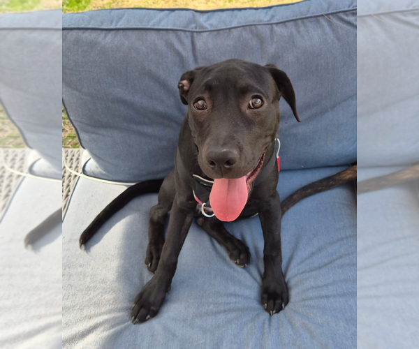 Medium Photo #11 American Pit Bull Terrier-Unknown Mix Puppy For Sale in Holly Springs, NC, USA