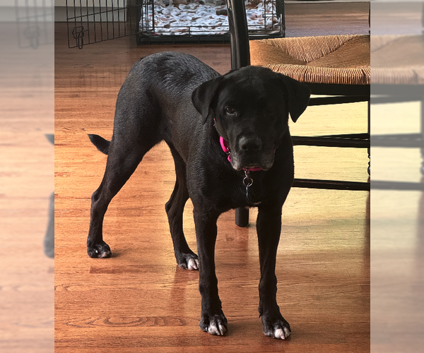 Medium Photo #4 Mutt Puppy For Sale in Plainfield, IL, USA
