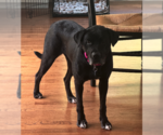 Small Photo #4 Mutt Puppy For Sale in Plainfield, IL, USA