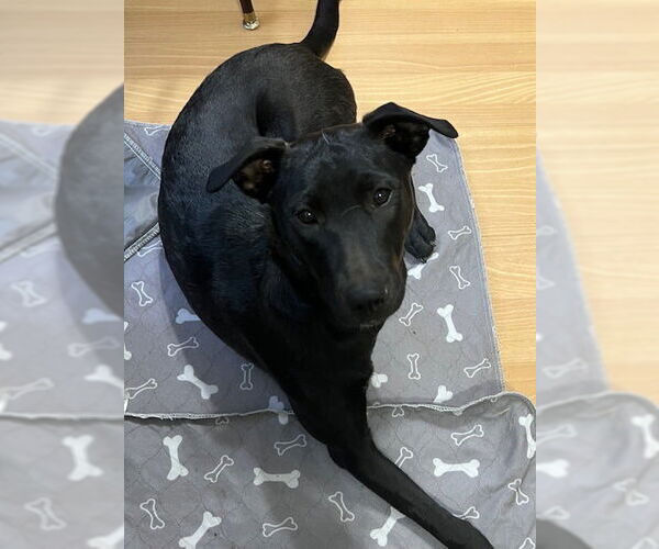 Medium Photo #7 Labrador Retriever-Unknown Mix Puppy For Sale in Salt Lake City, UT, USA
