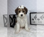 Small Bernedoodle (Miniature)