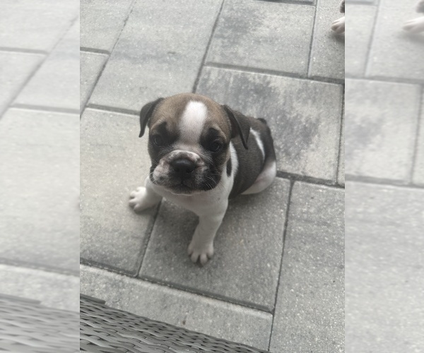 Medium Photo #4 English Bulldog Puppy For Sale in WEEKI WACHEE, FL, USA