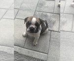 Small Photo #29 English Bulldog Puppy For Sale in WEEKI WACHEE, FL, USA