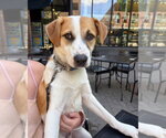 Small #1 Canadian Eskimo Dog Mix