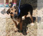Small #1 Jack-Rat Terrier