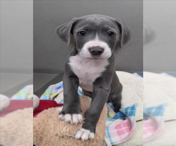 Medium Photo #1 Mutt Puppy For Sale in Tracy, CA, USA