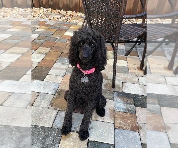 Medium Photo #1 Poodle (Miniature) Puppy For Sale in SAINT AUGUSTINE, FL, USA