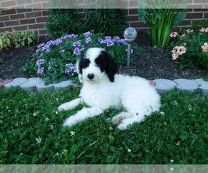 Poodle (Standard)-Shepadoodle Mix Puppy for sale in FREDERICKSBG, OH, USA