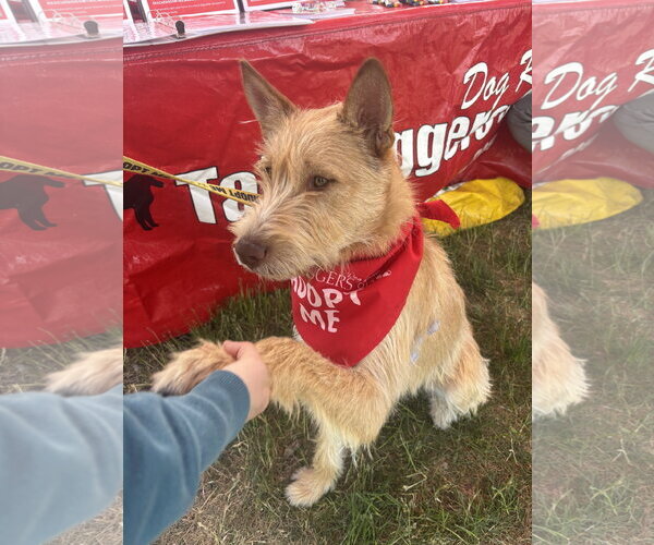 Medium Photo #7 Mutt Puppy For Sale in Grafton, WI, USA