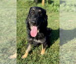 Small Australian Shepherd Mix