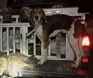 Father of the Treeing Walker Coonhound puppies born on 10/15/2025