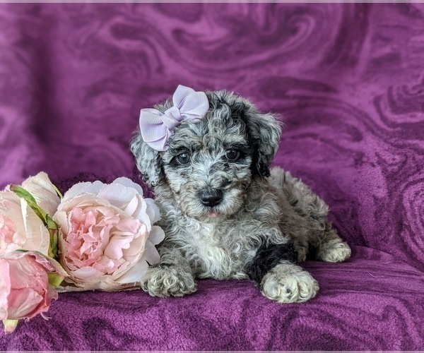 Medium Photo #4 Sheepadoodle Puppy For Sale in GLEN ROCK, PA, USA
