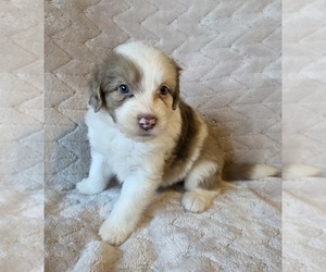Aussiedoodle Puppy for sale in WILLS POINT, TX, USA