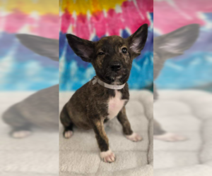 Pembroke Welsh Corgi-Unknown Mix Dogs for adoption in Lakewood, CO, USA