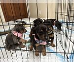 Small Photo #7 Doberman Pinscher Puppy For Sale in LOS ANGELES, CA, USA
