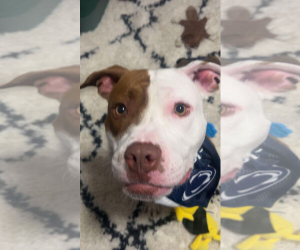 Medium Photo #6 Mutt Puppy For Sale in Tenafly, NJ, USA