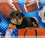 Small Photo #2 Rottweiler Puppy For Sale in CHRISTIANA, PA, USA