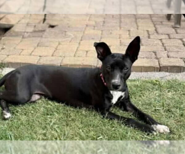 Medium Photo #1 Jack Russell Terrier-Labrador Retriever Mix Puppy For Sale in Princeton, MN, USA