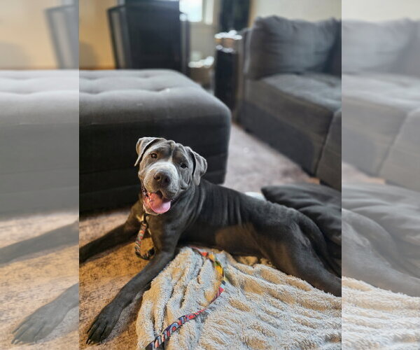 Medium Photo #2 Mastiff-Unknown Mix Puppy For Sale in New London, WI, USA