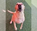 Small #1 Labrador Retriever Mix
