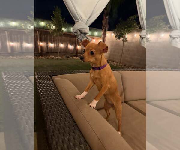 Medium Photo #3 Chihuahua-Unknown Mix Puppy For Sale in Visalia, CA, USA