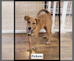Small Photo #3 Mutt Puppy For Sale in Granbury, TX, USA