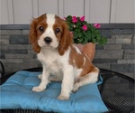 Puppy Beau Cavalier King Charles Spaniel