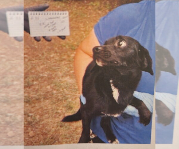 Medium Photo #2 Chiweenie Puppy For Sale in Great Bend, KS, USA