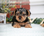 Puppy John Yorkshire Terrier
