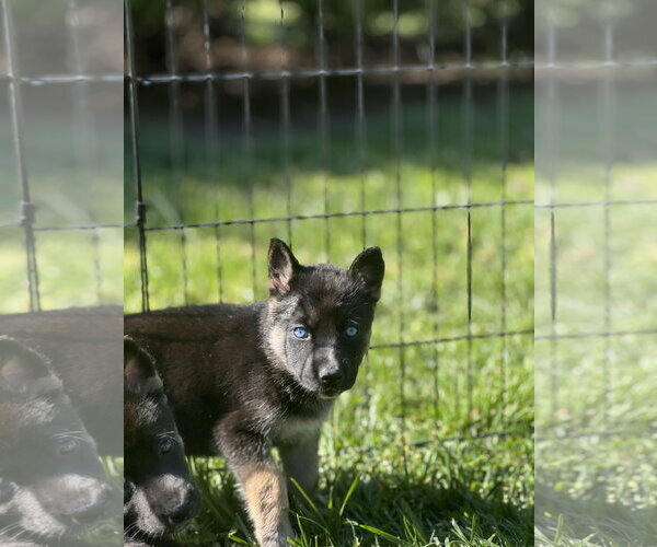 Medium Photo #4 Siberian Husky-Unknown Mix Puppy For Sale in Holly Springs, NC, USA