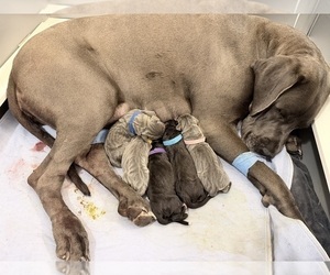 Great Dane Litter for sale in OLATHE, CO, USA