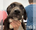 Small #4 German Shorthaired Lab